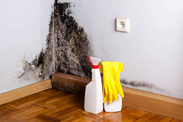 Best Residential Mold Removal  in Ocklawaha, FL