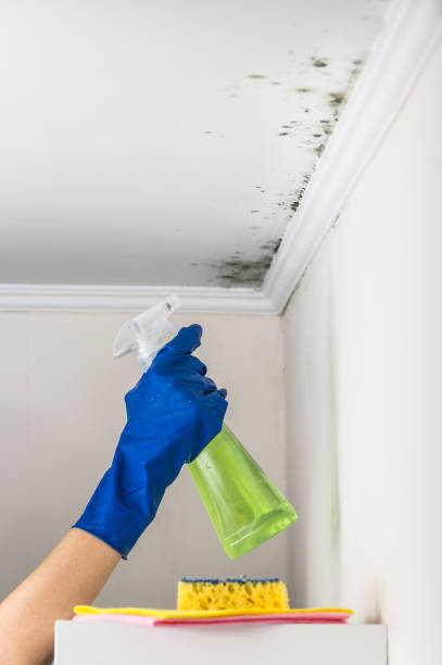 Best Certified Mold Removal  in Ocklawaha, FL